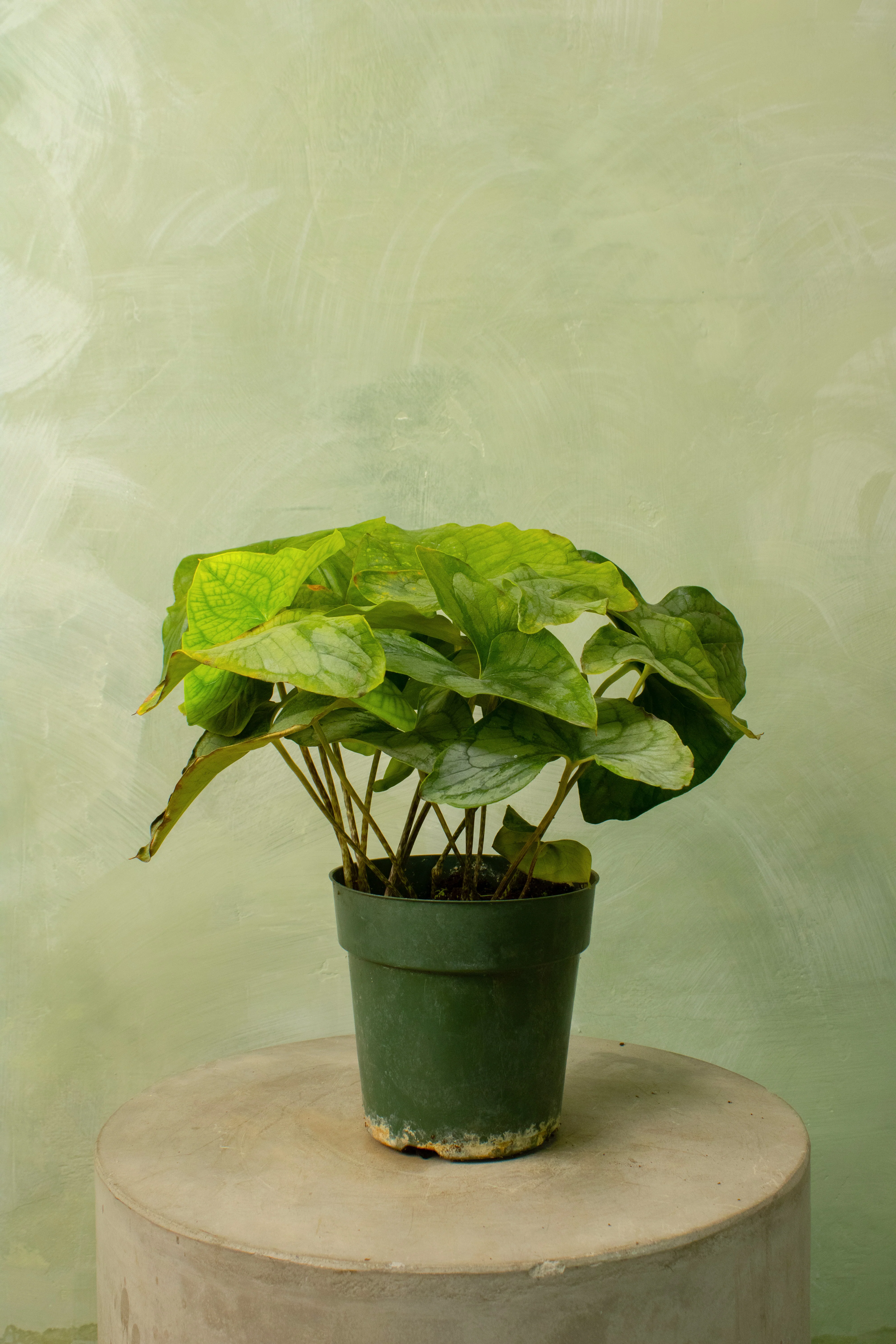 Rare Plants